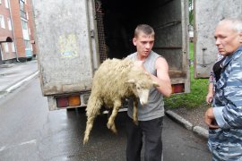 Проведение областной акции «1000 овец» по обеспечению многодетных семей