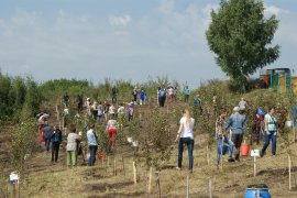 Плодово-ягодный питомник в Осинниках: еще 200 кустов саженцев высажено